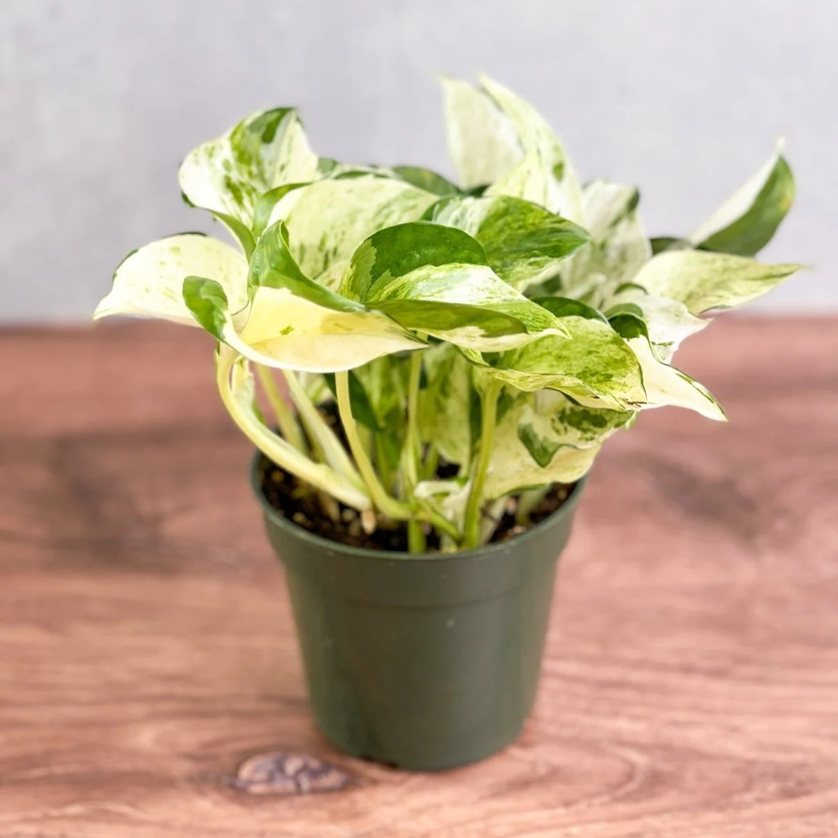 Manjula Pothos - Epipremnum aureum 'Manjula' - 4 Zoll