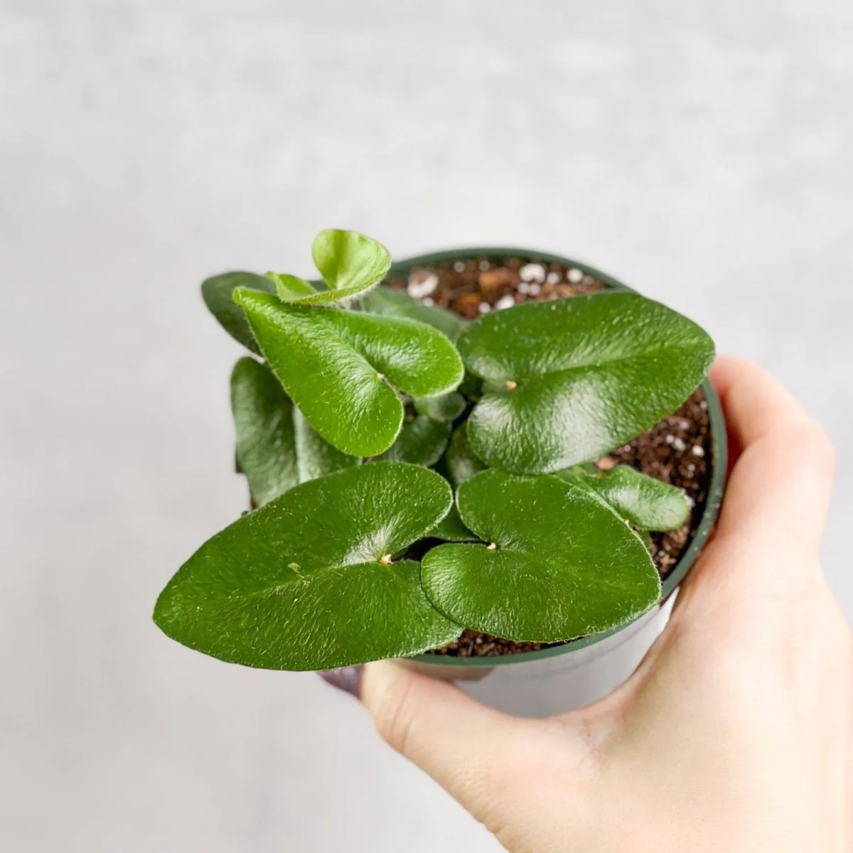 Hemionitis arifolia 'Herzfarn'