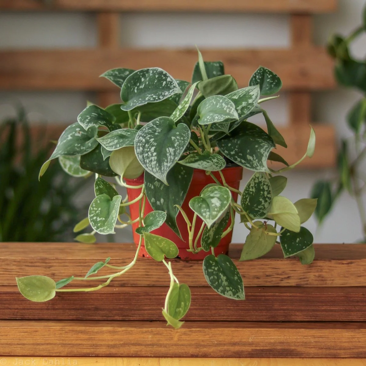 Scindapsus Pictus „Silvery Anne“ – Silberner Pothos