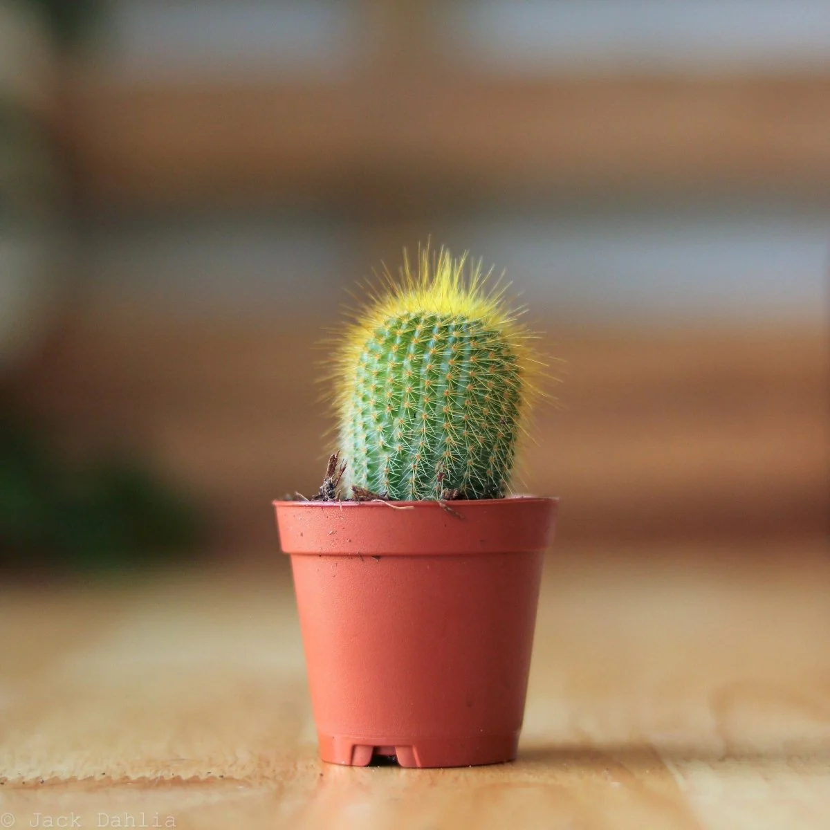 Überraschungspaket mit Kakteen und Sukkulenten, verschiedene Größen