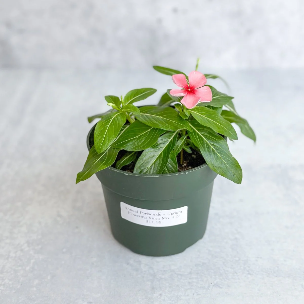 Einjähriges Immergrün - Aufrecht blühende Vinca-Mischung