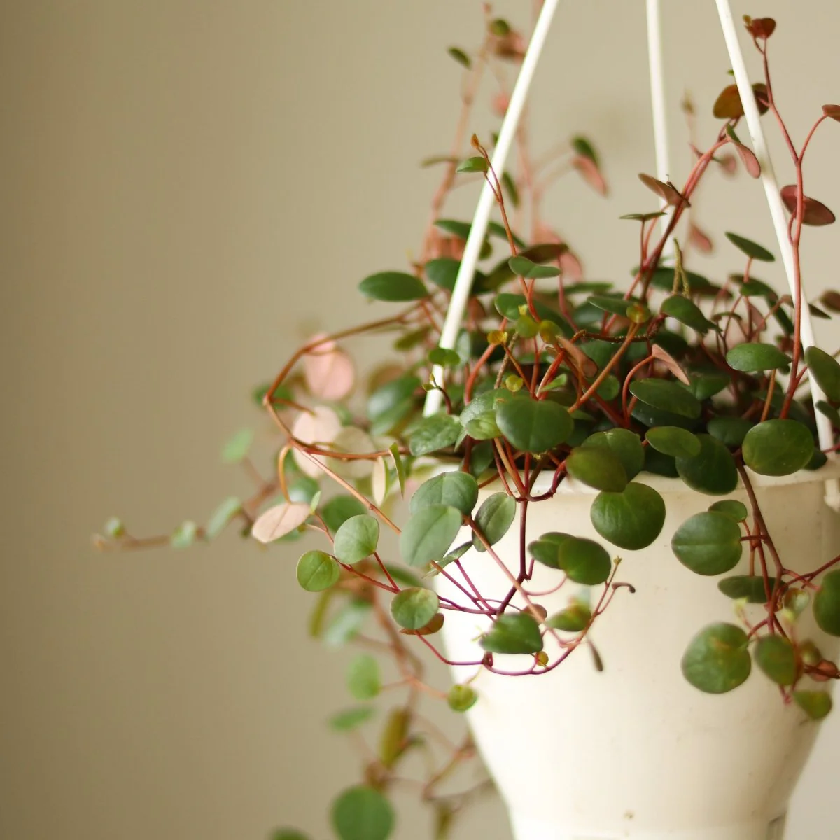 Peperomia „Ruby Cascade“ – 4,5 Zoll Hängekorb