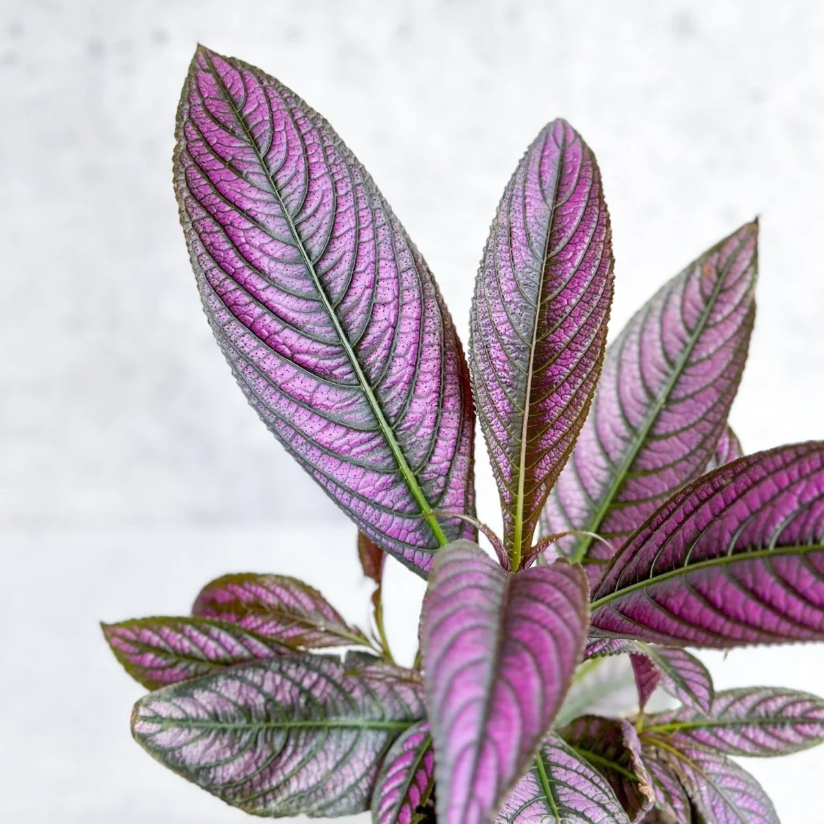 Strobilanthes dyerianus - Persischer Schild