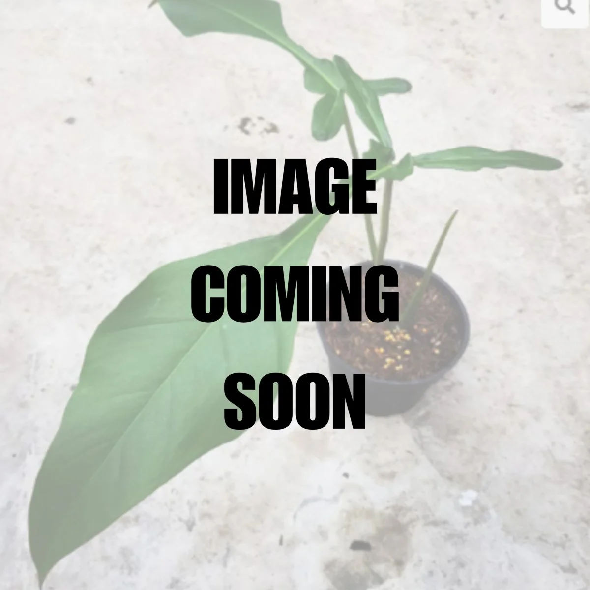 Philodendron Joepii – Seltener Joepii-Philodendron