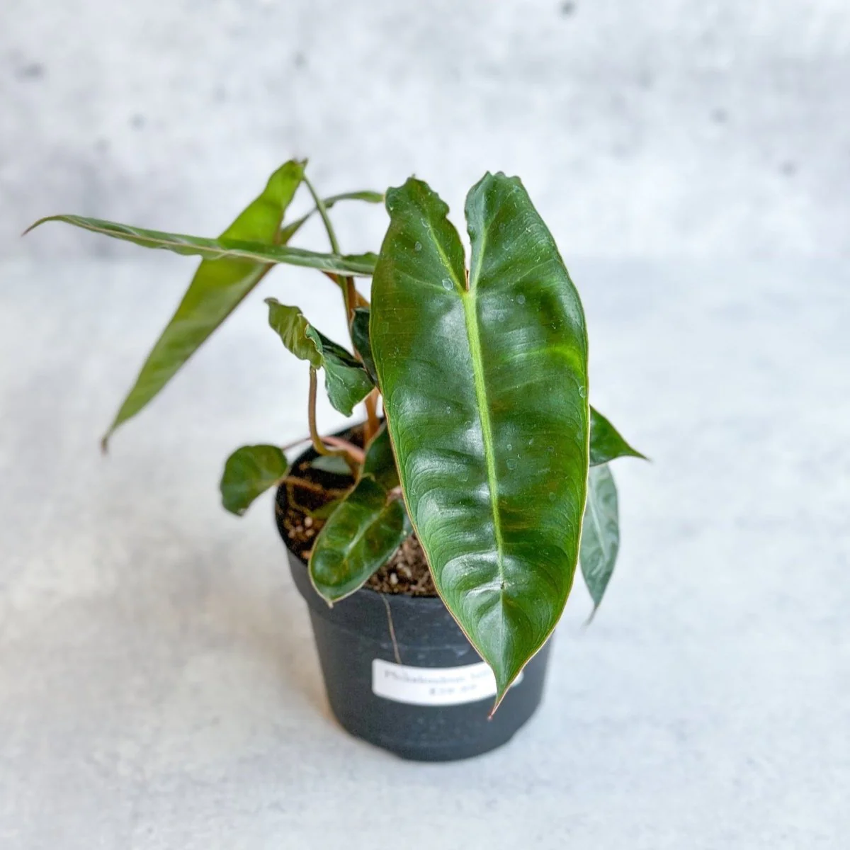 Philodendron billietiae - Billietiae Philodendron 4,5 Zoll