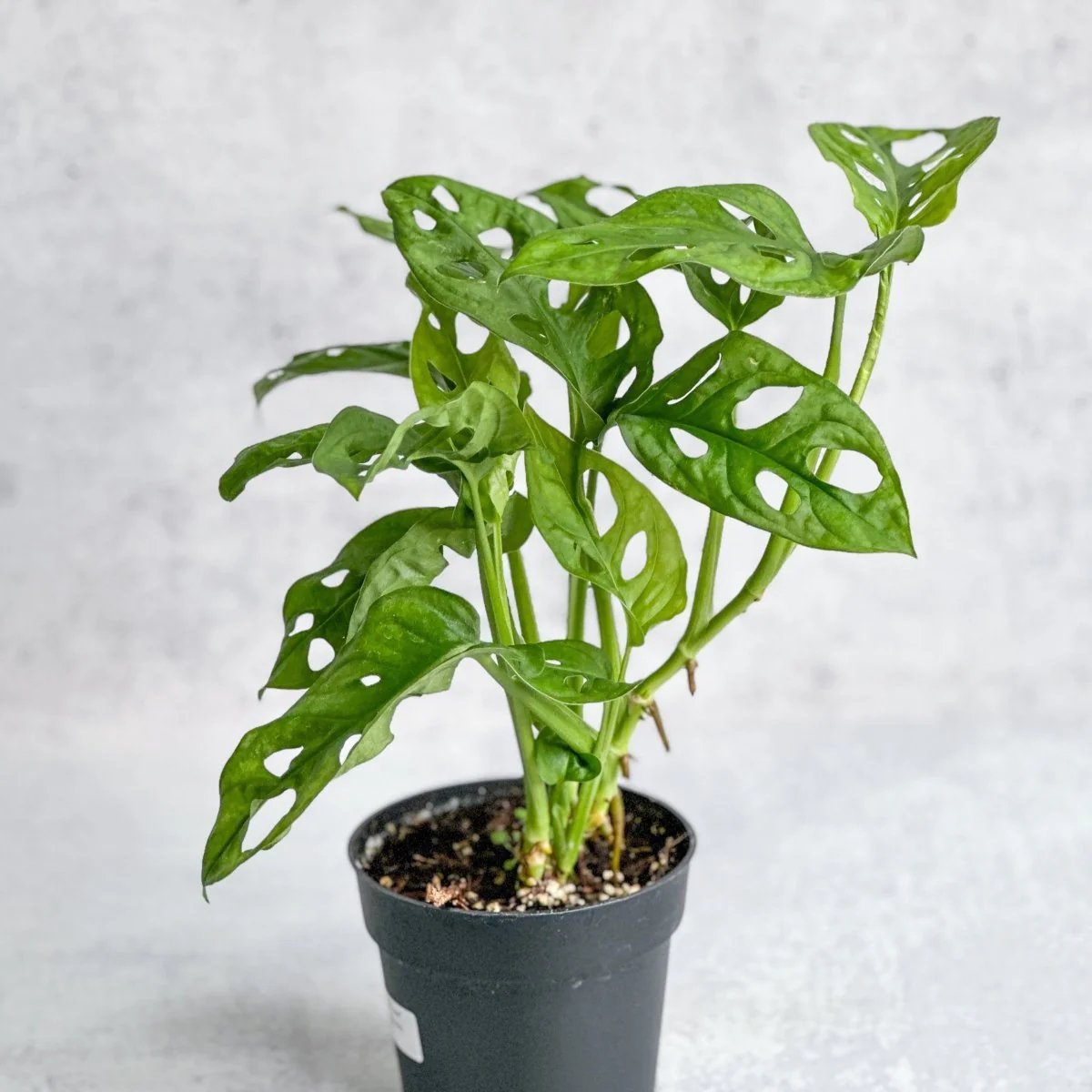 Monstera Adansonii 'Breite Form' 4,5 Zoll