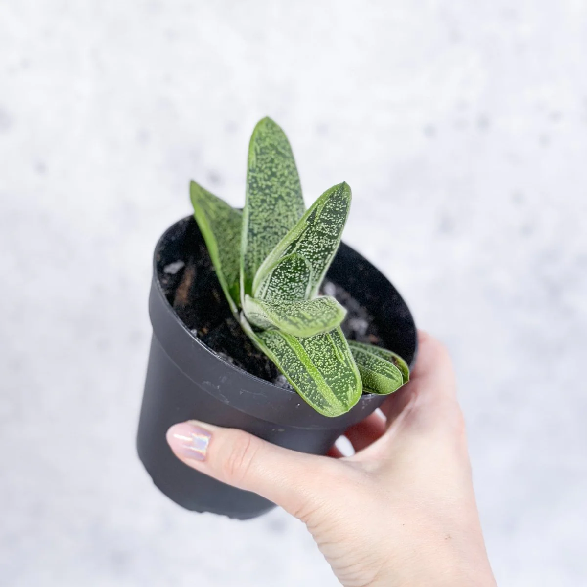 Gasteria 'Little Warty' - Kleine Warzige Ochsenzunge - 4 Zoll