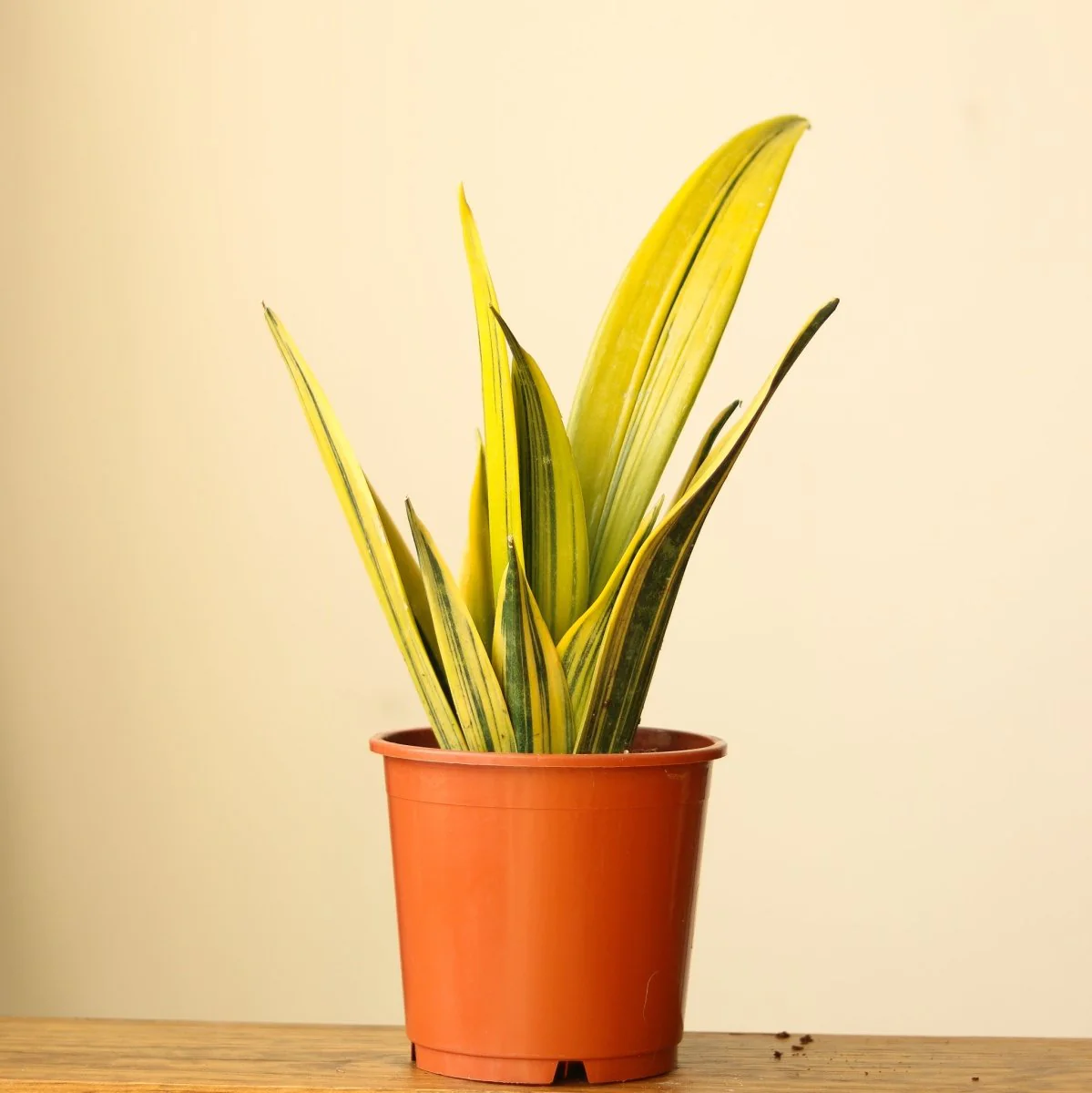 Sansevieria trifasciata „La Rubia“ – 6 Zoll