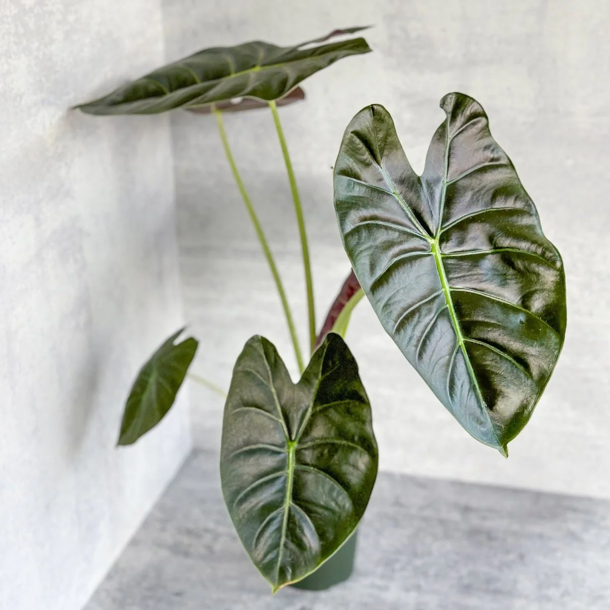 Alocasia 'Golden Bone' - Elefantenohr mit goldenem Knochen