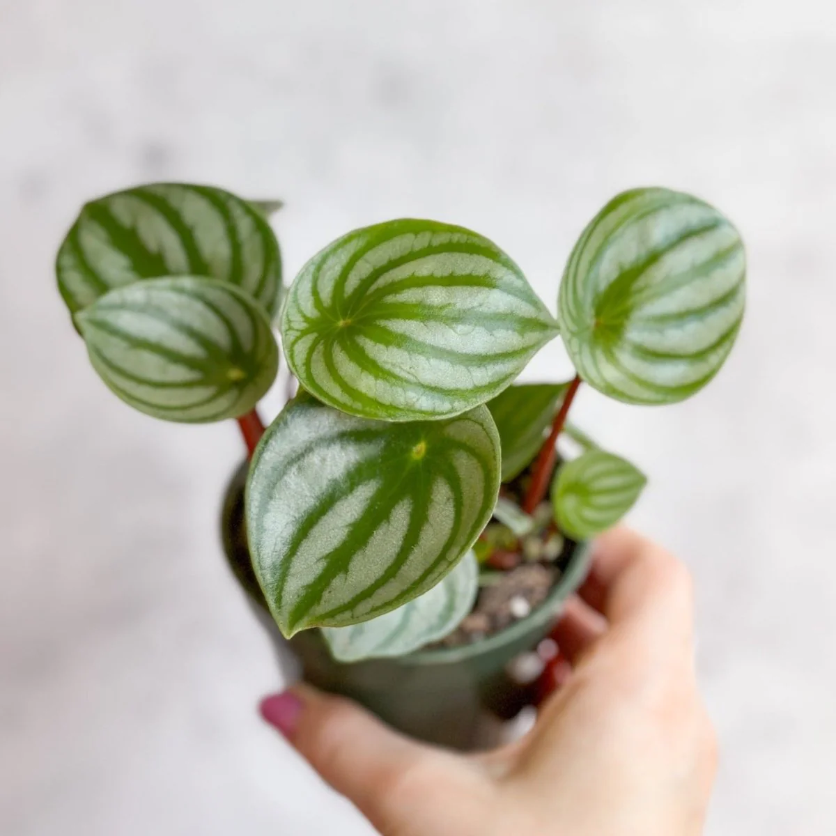 Peperomia Argyreia 'Watermelon Peperomia' - Hängekorb