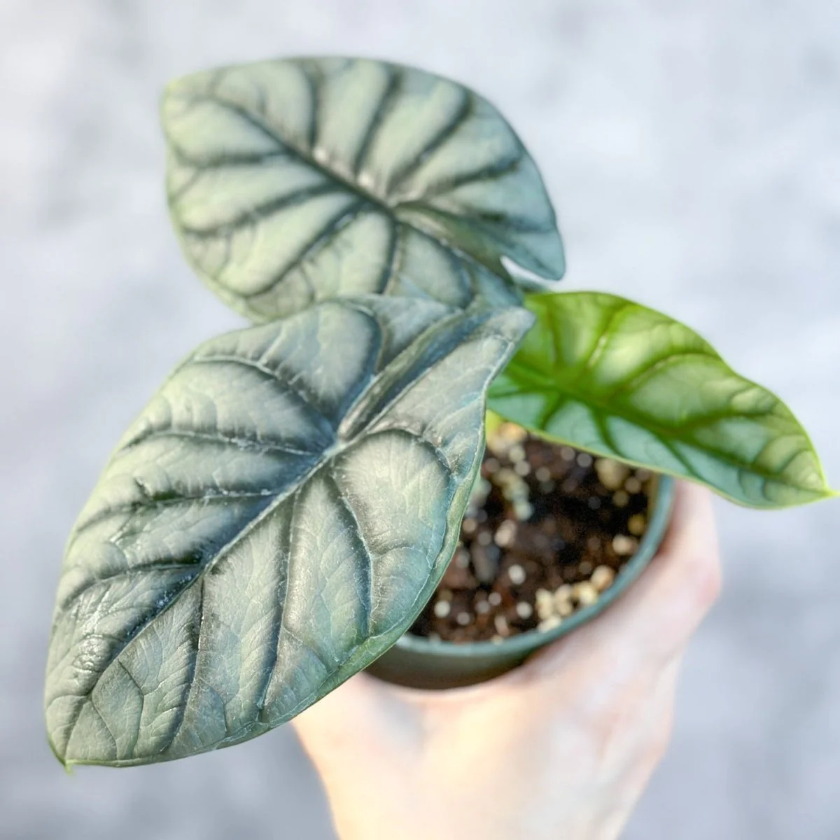 Silberdrache-Alocasia - Alocasia „Silberdrache“ - 4,5 Zoll