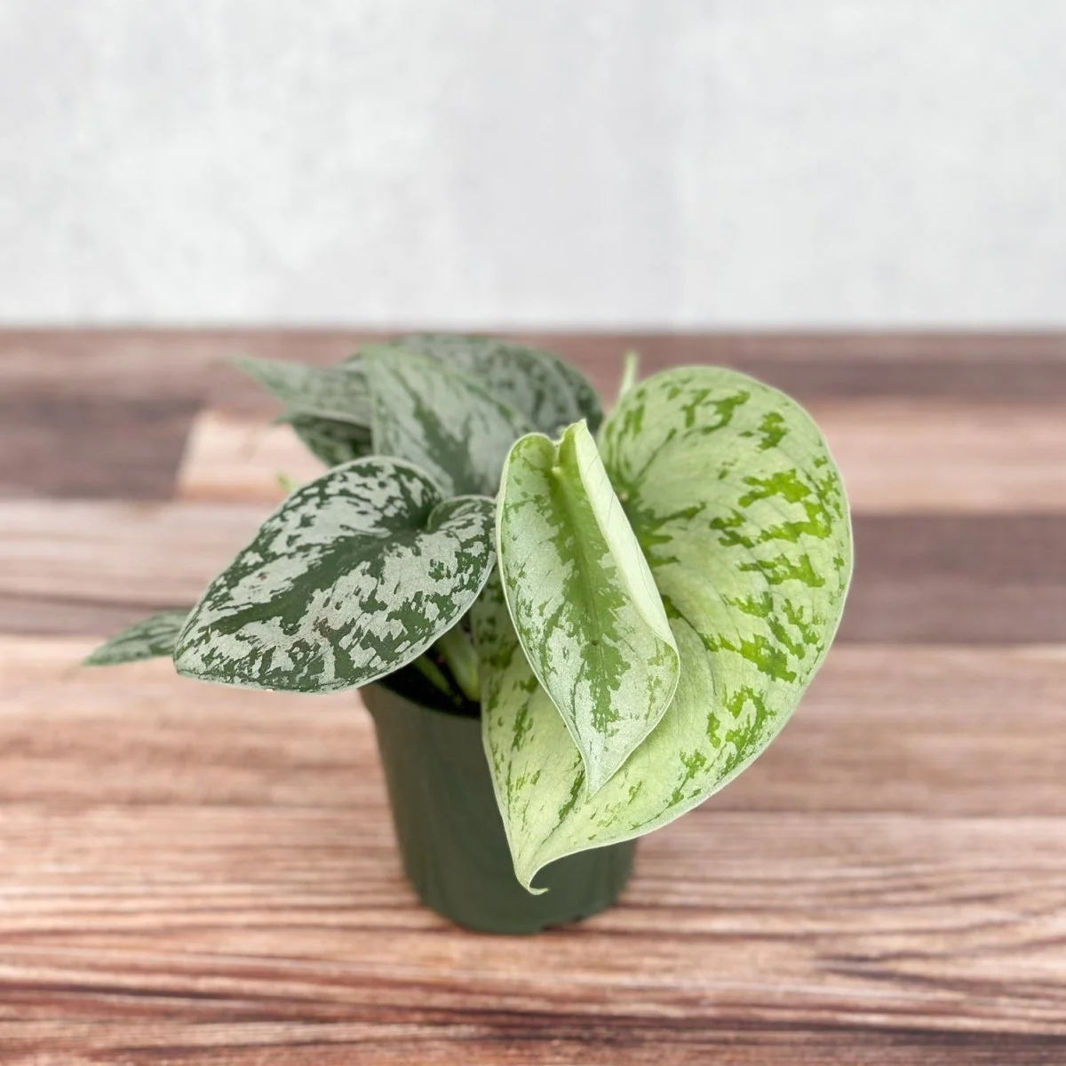 Scindapsus Pictus „Exotica“