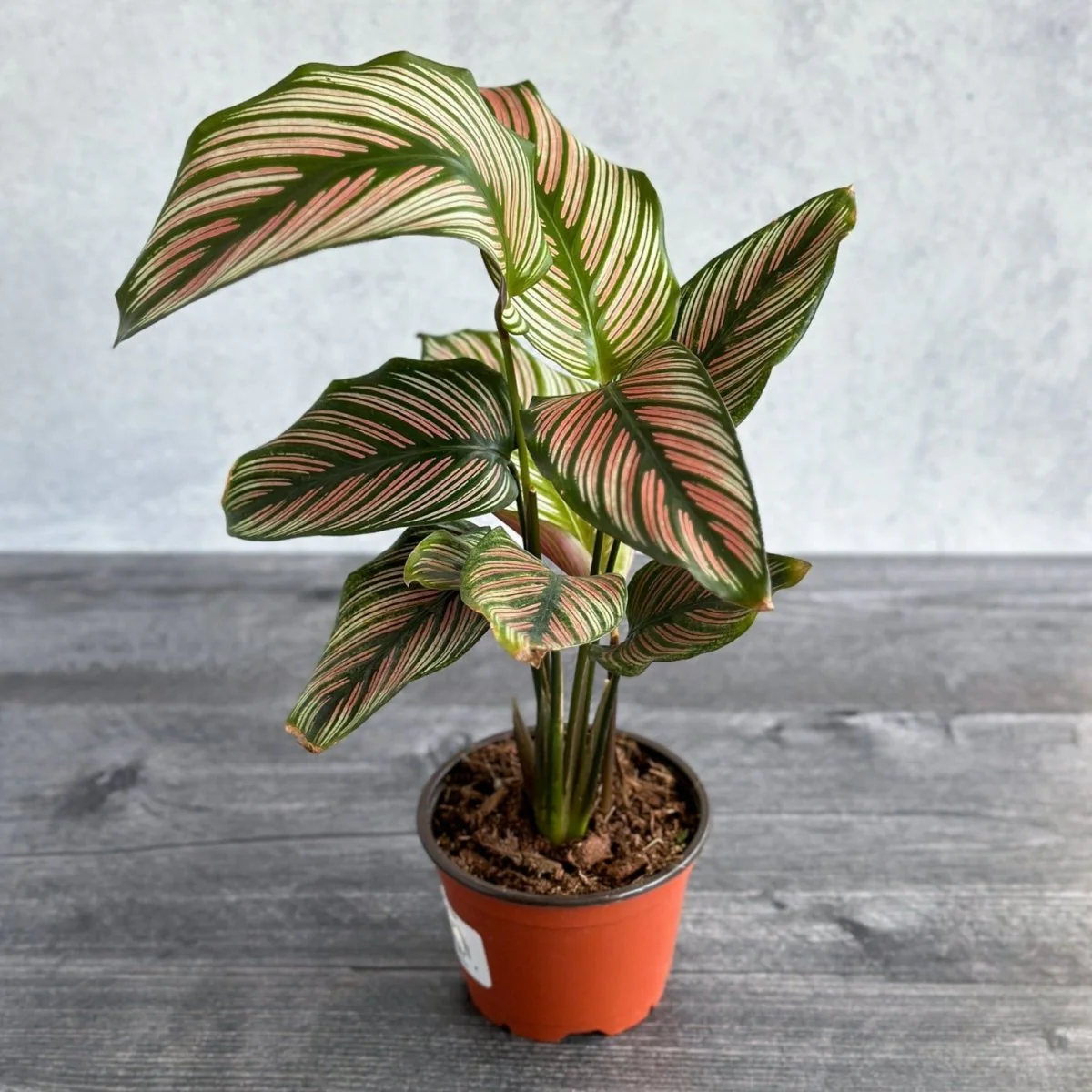 Calathea Majestica 'White Star' - Verschiedene Größen