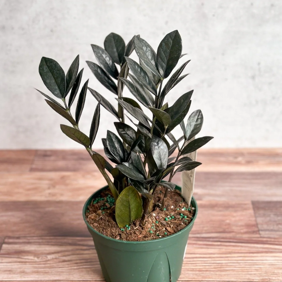 Zamioculcas zamiifolia 'Raven ZZ'