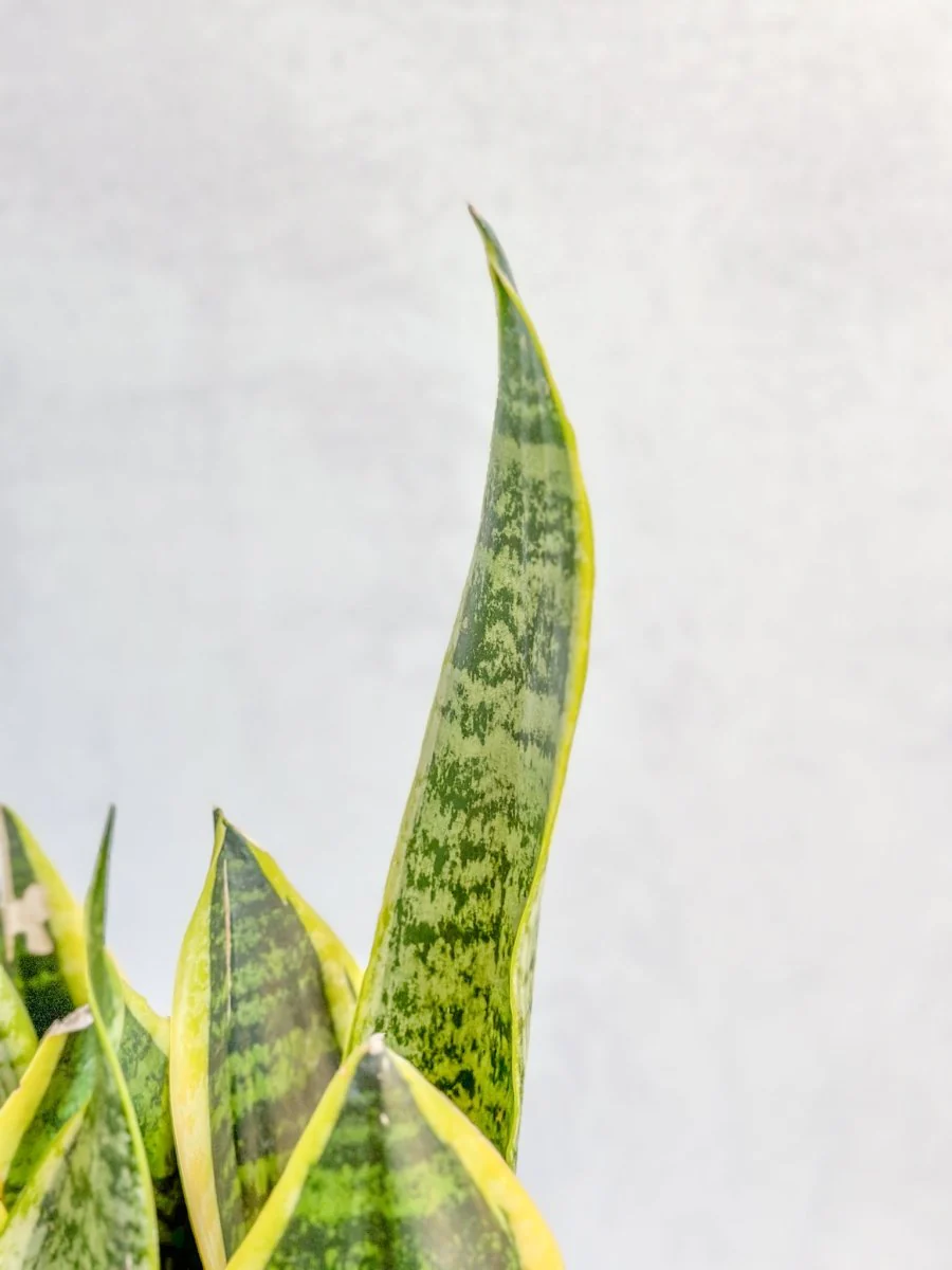 Sansevieria Trifasciata „Laurentii“ – 8 Schlangenpflanze