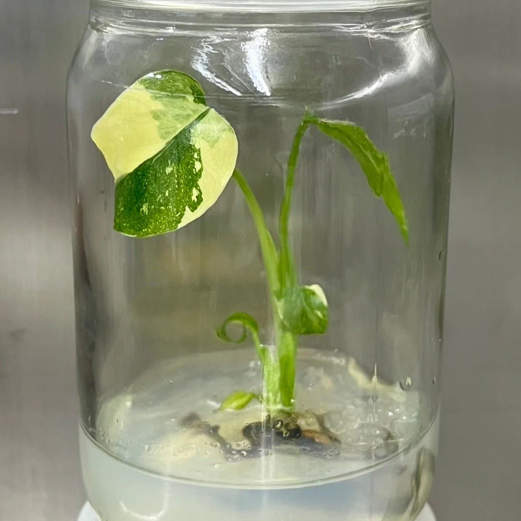 Monstera „Thai Constellation“-Pflanzen – 4er-Pack