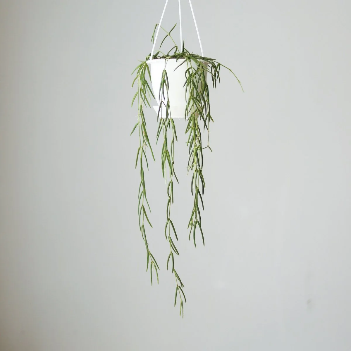 Hoya linearis - Wachsrebe