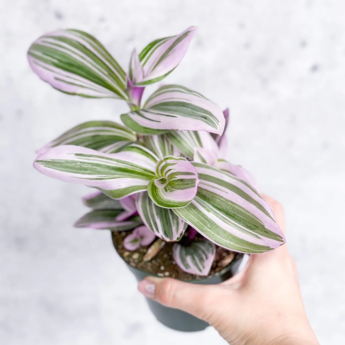 Tradescantia 'Nanouk - Bubblegum Tradescantia