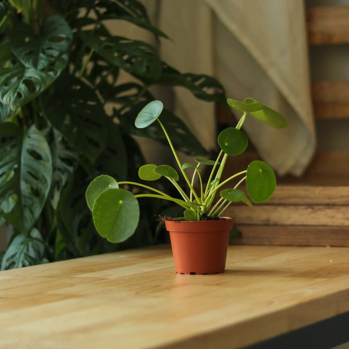 Pilea Peperomioides 'Freundschaftspflanze'