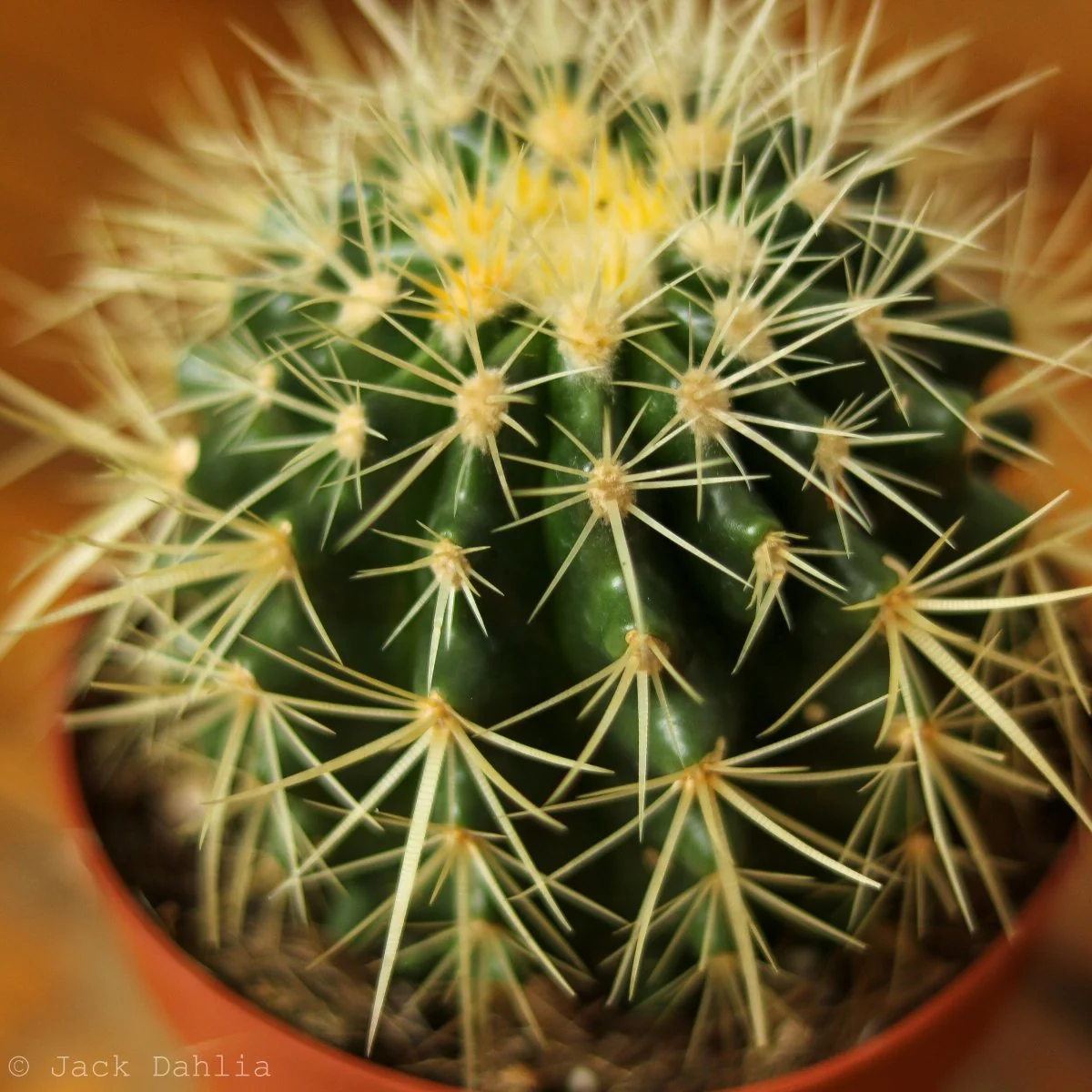 Echinocactus Grusonii „Golden Barrel Cactus“ – 4 Zoll