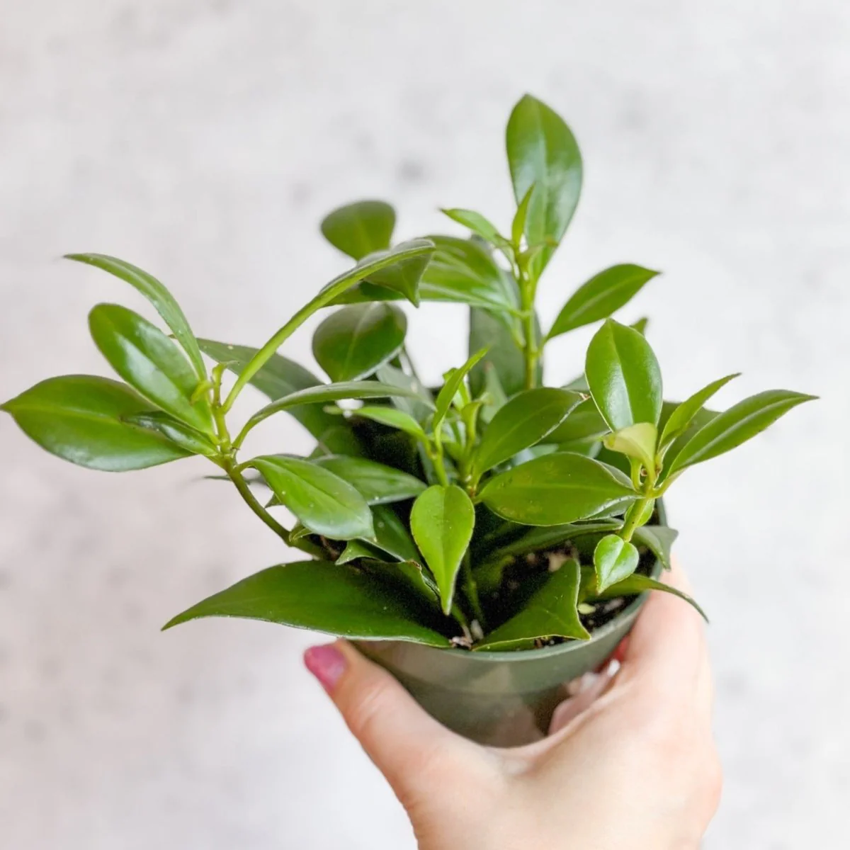 Rapunzel-Lippenstiftpflanze - Aeschynanthus japhrolepsis - 4 Zoll