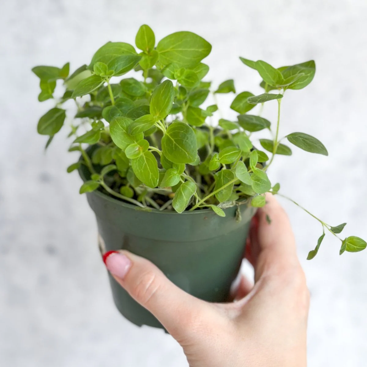 Snapdragon – Maximum Mix Snapdragon – Nur Abholung und Lieferung vor Ort in NYC