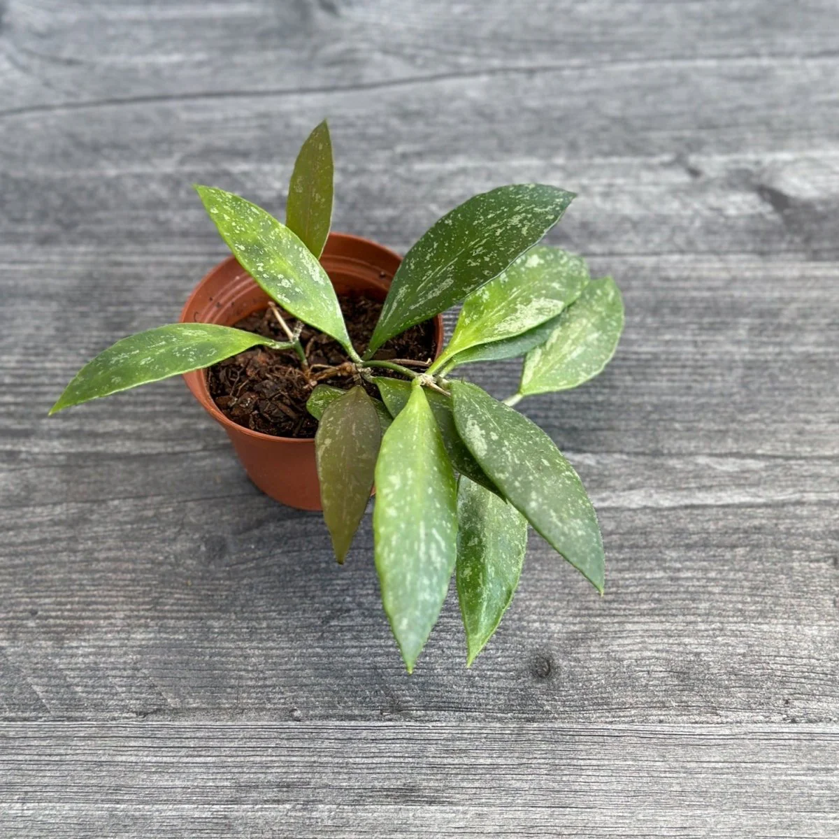 Hoya Gracilis (Hoya Memoria)