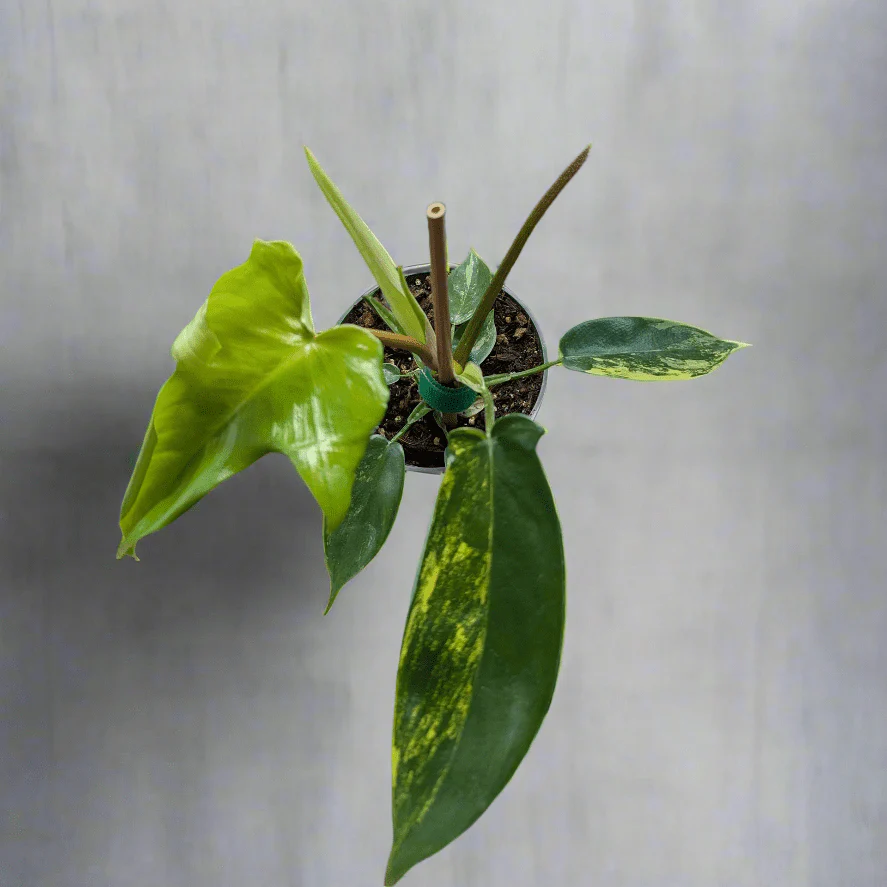 Philodendron Florida Beauty Variegated