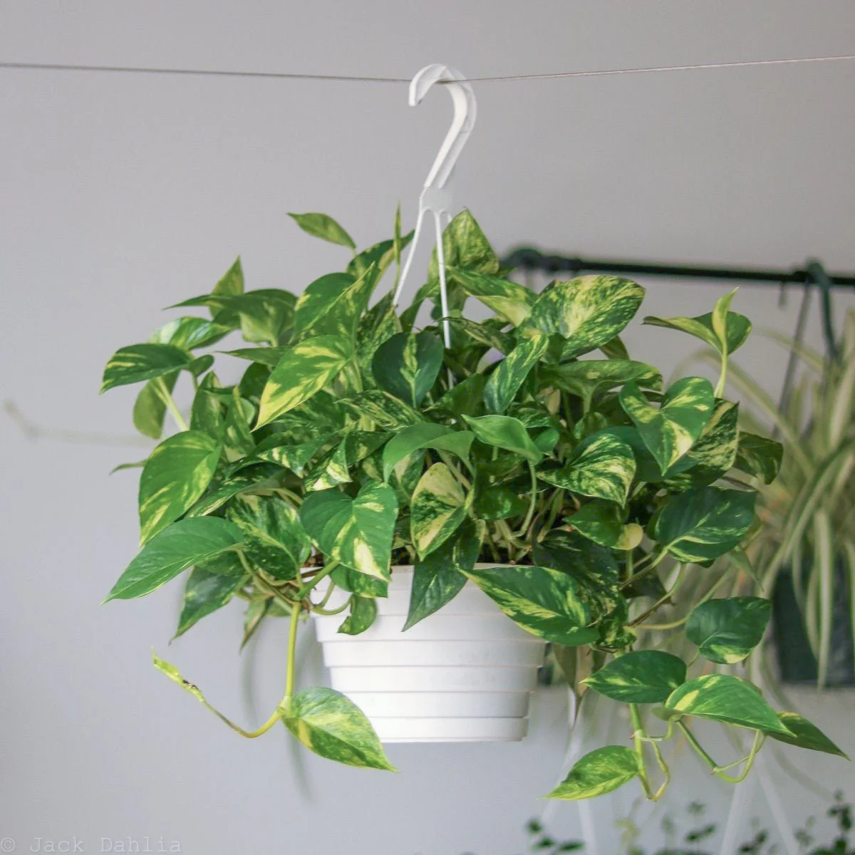 Epipremnum Aureum 'Golden Pothos' Hängekorb