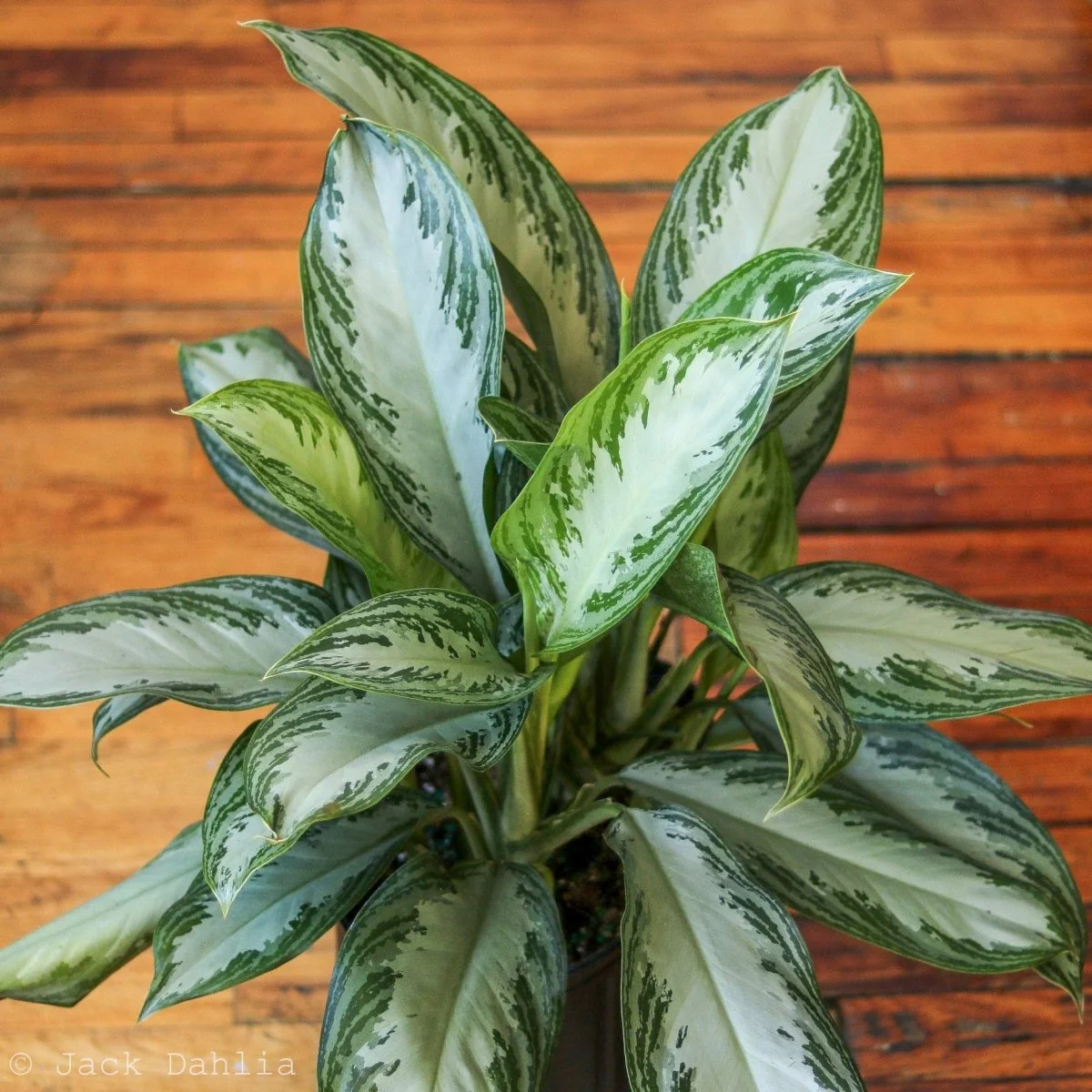 Aglaonema Commutatum 'Silver Bay' Chinesischer Immergrüner Strauch