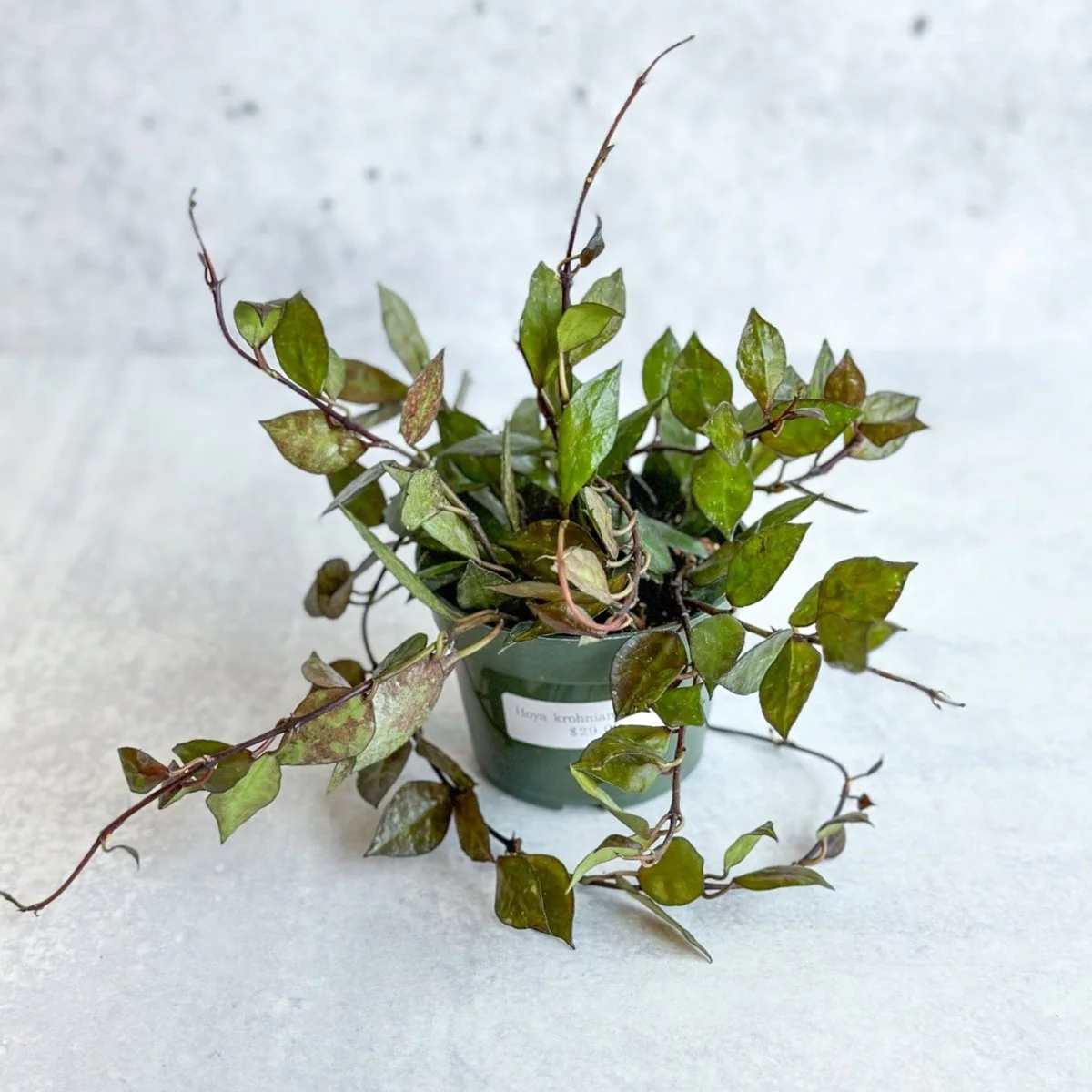 Hoya Khroniana 'Black' - Schwarze Hoya - 4 Zoll