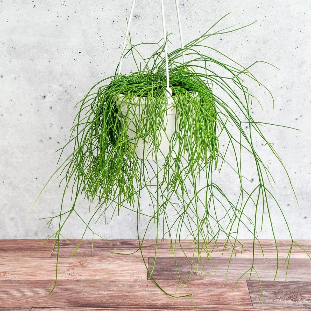 Rhipsalis burchellii - Hängekorb mit Mistelzweig-Kaktus