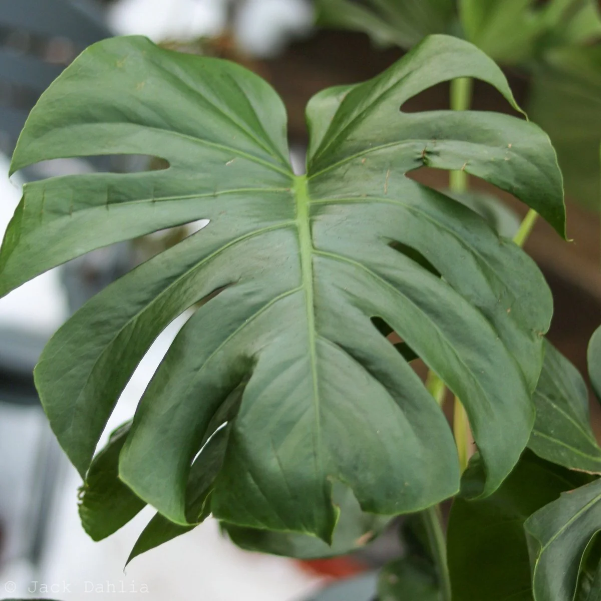 Monstera deliciosa – Spaltblättriger Philodendron