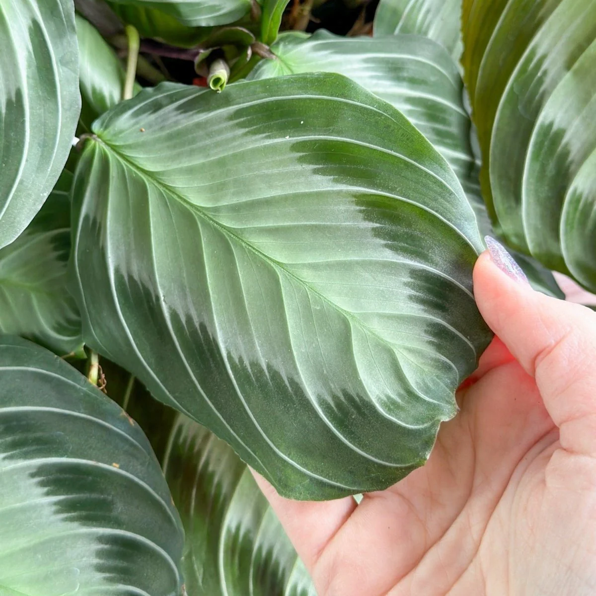 Maranta 'Silver Band' Gebetspflanze