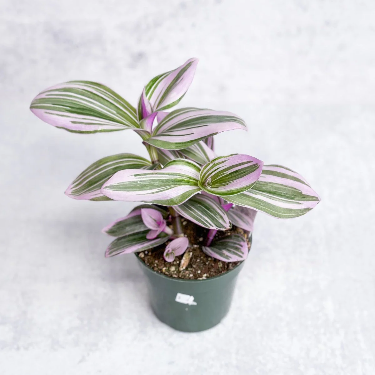 Tradescantia 'Nanouk - Bubblegum Tradescantia