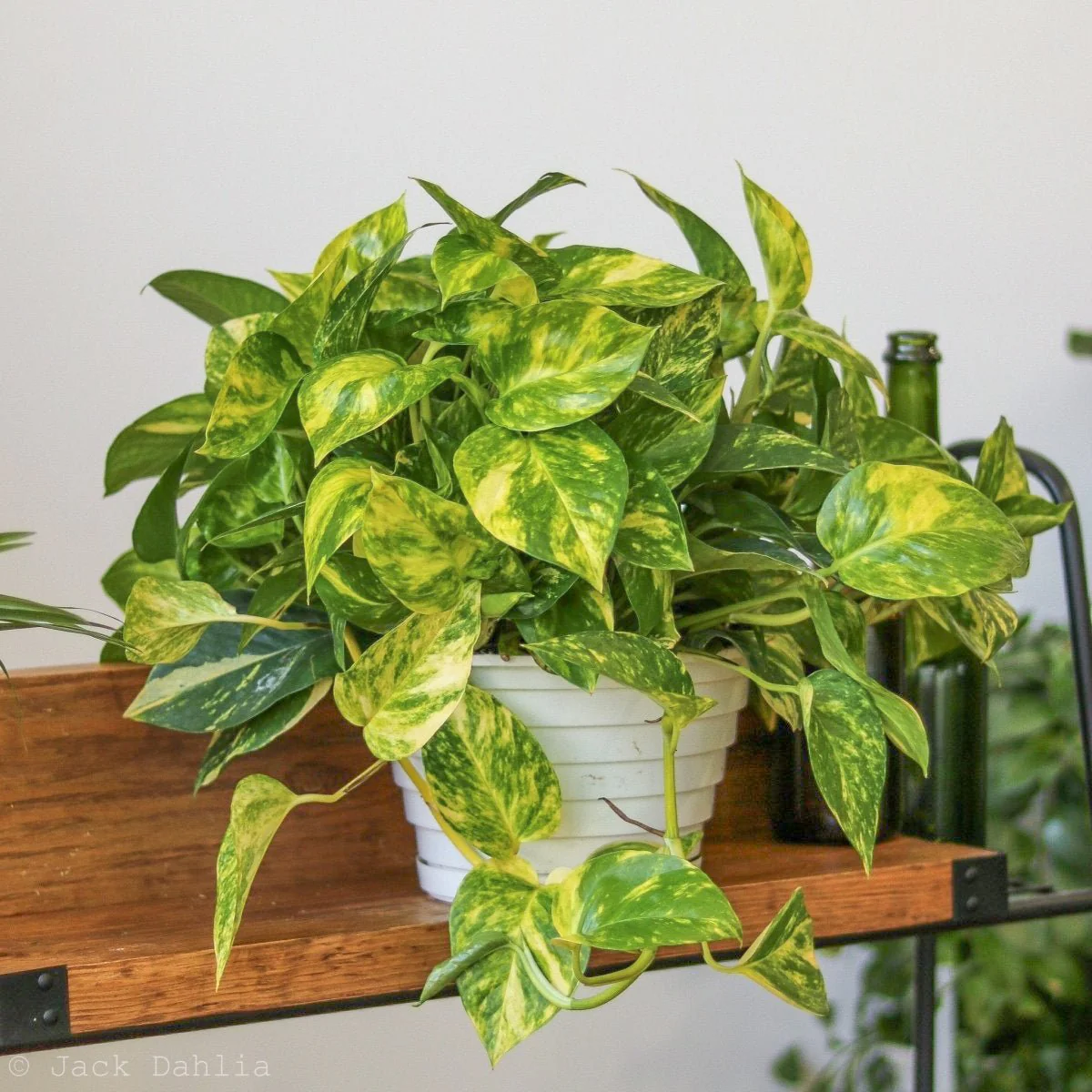 Epipremnum Aureum 'Golden Pothos' Hängekorb