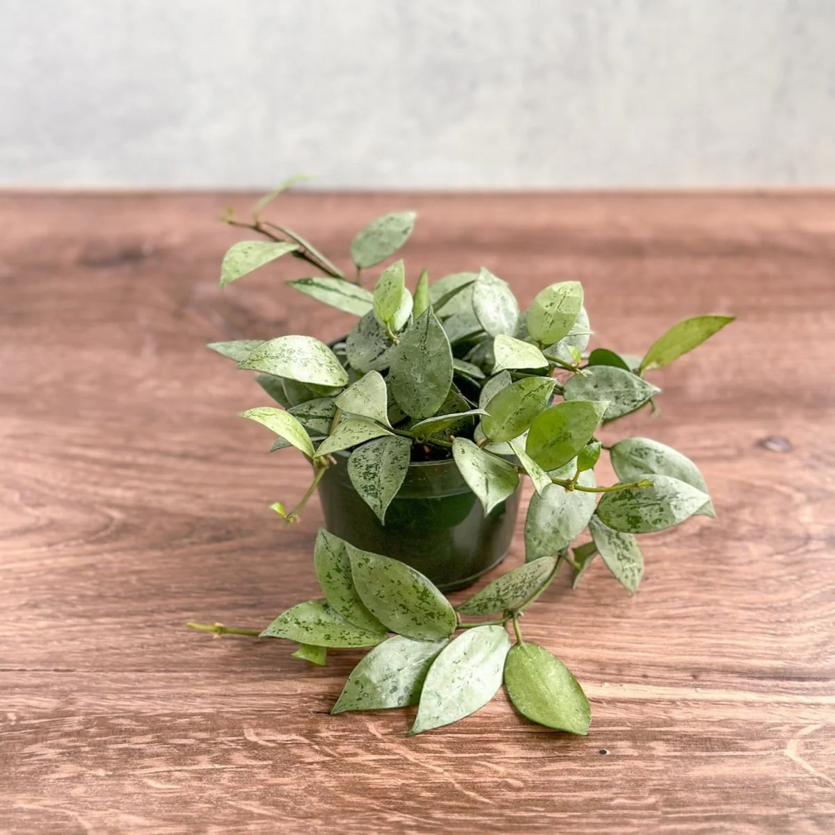 Hoya krohniana 'Silver' - Silberne Hoya