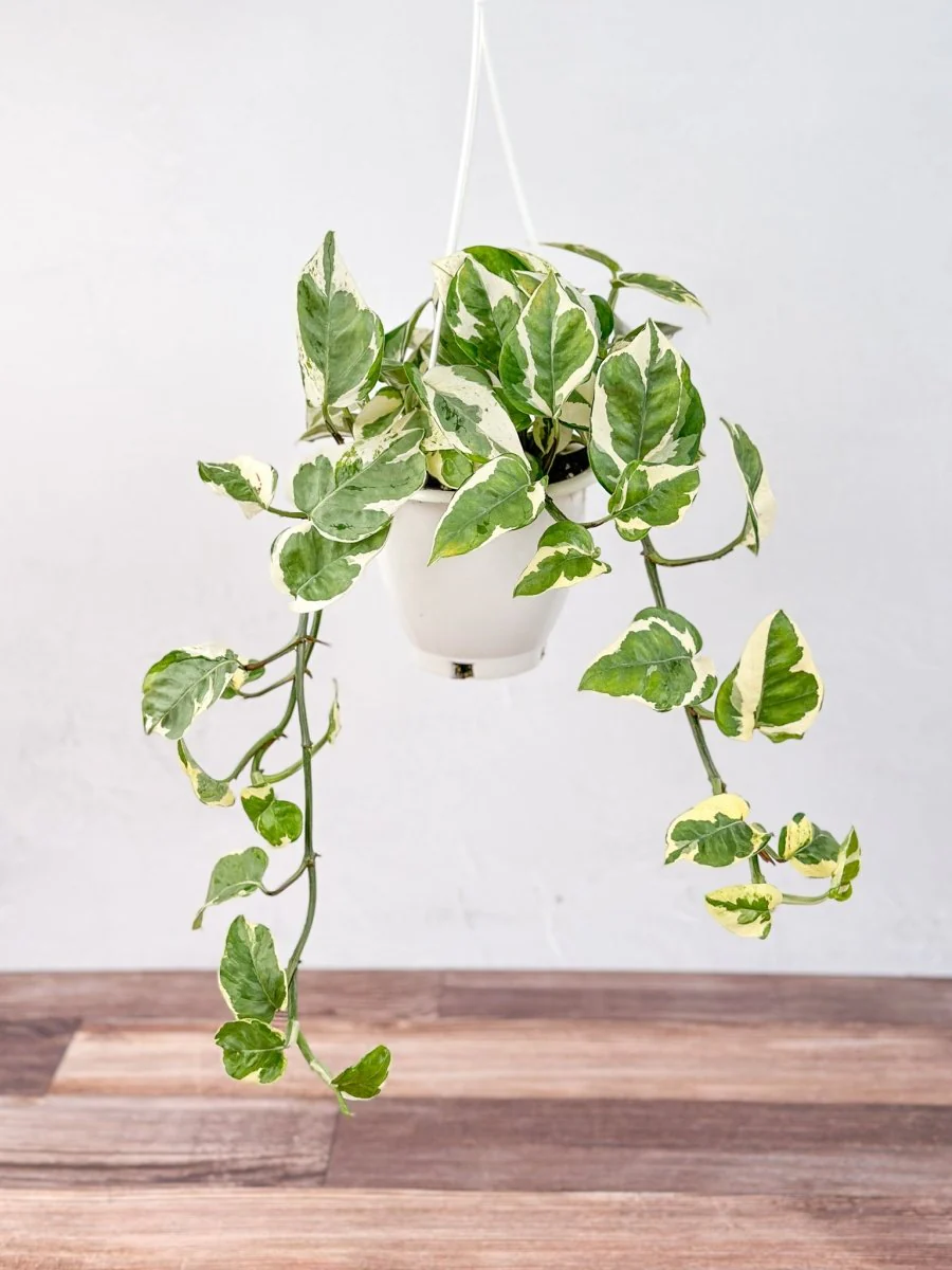 Epipremnum Aureum „Pearls and Jade“ Pothos – Korbgrößen