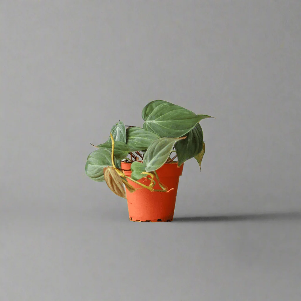 Philodendron Micans - Micans Philodendron