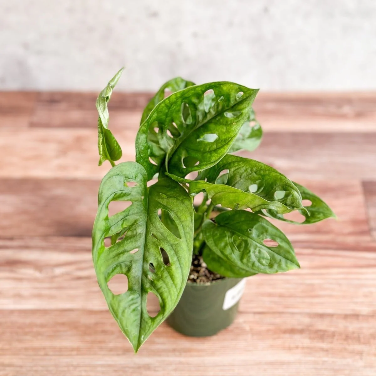 Monstera Adansonii – Fensterblatt