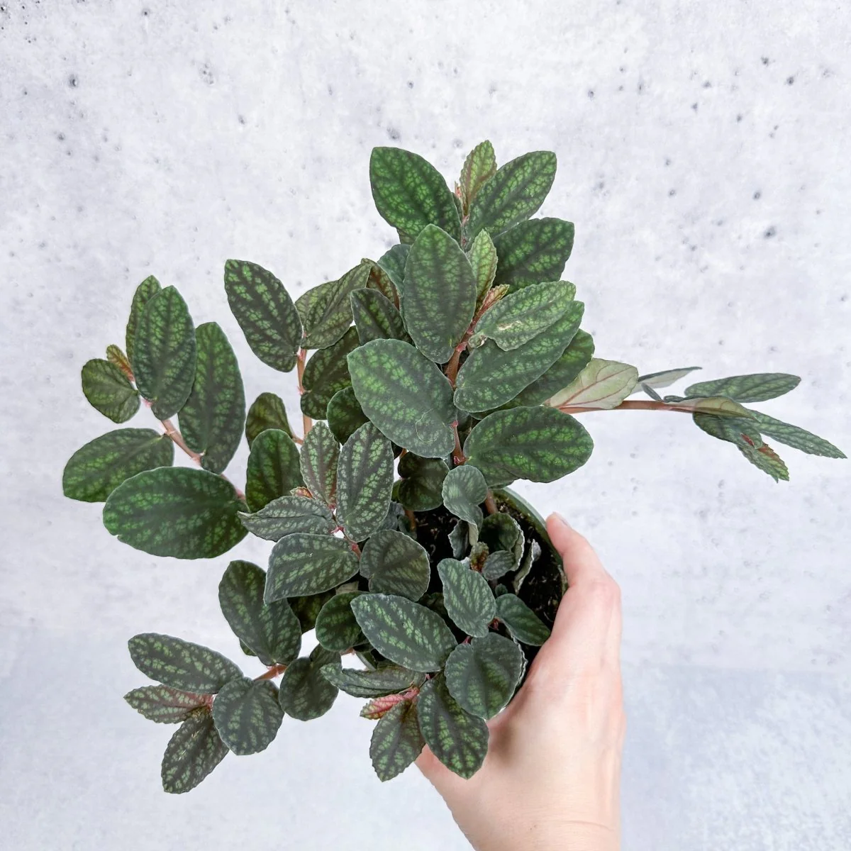 Pellionia pulchra – Hängekorb aus polynesischem Efeu