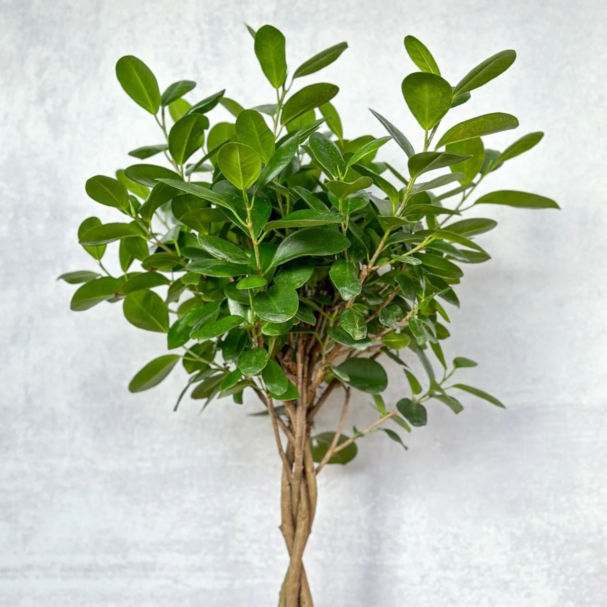 Ficus benjamina - Geflochtene Ficus-Bodenpflanze