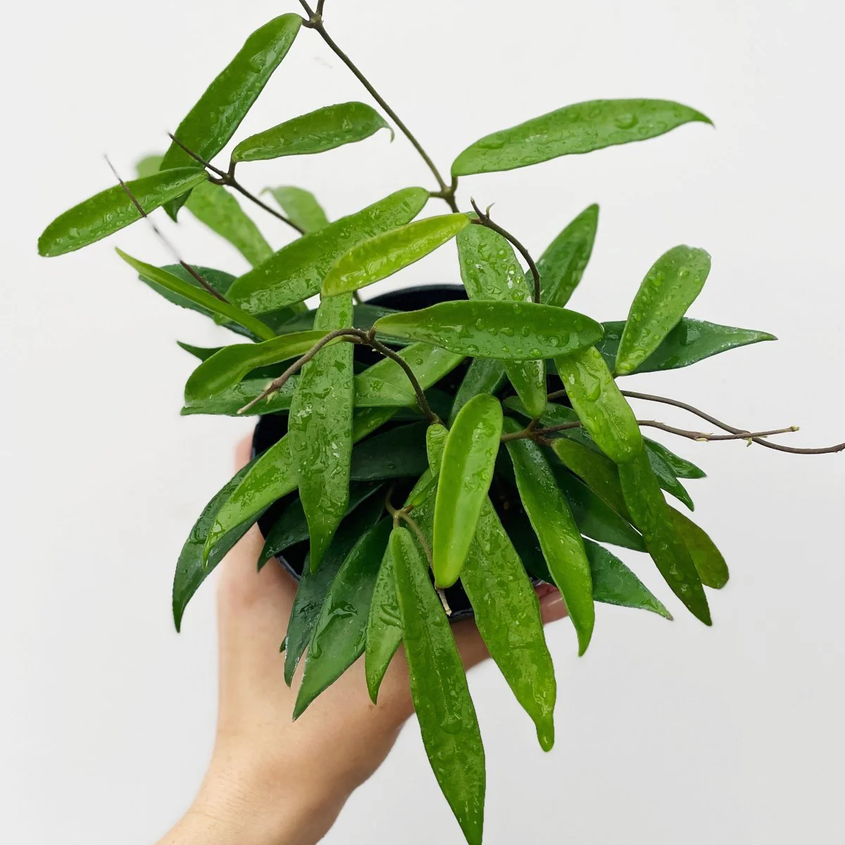 Hoya-Hybride Minibelle - Wachsrankenpflanze