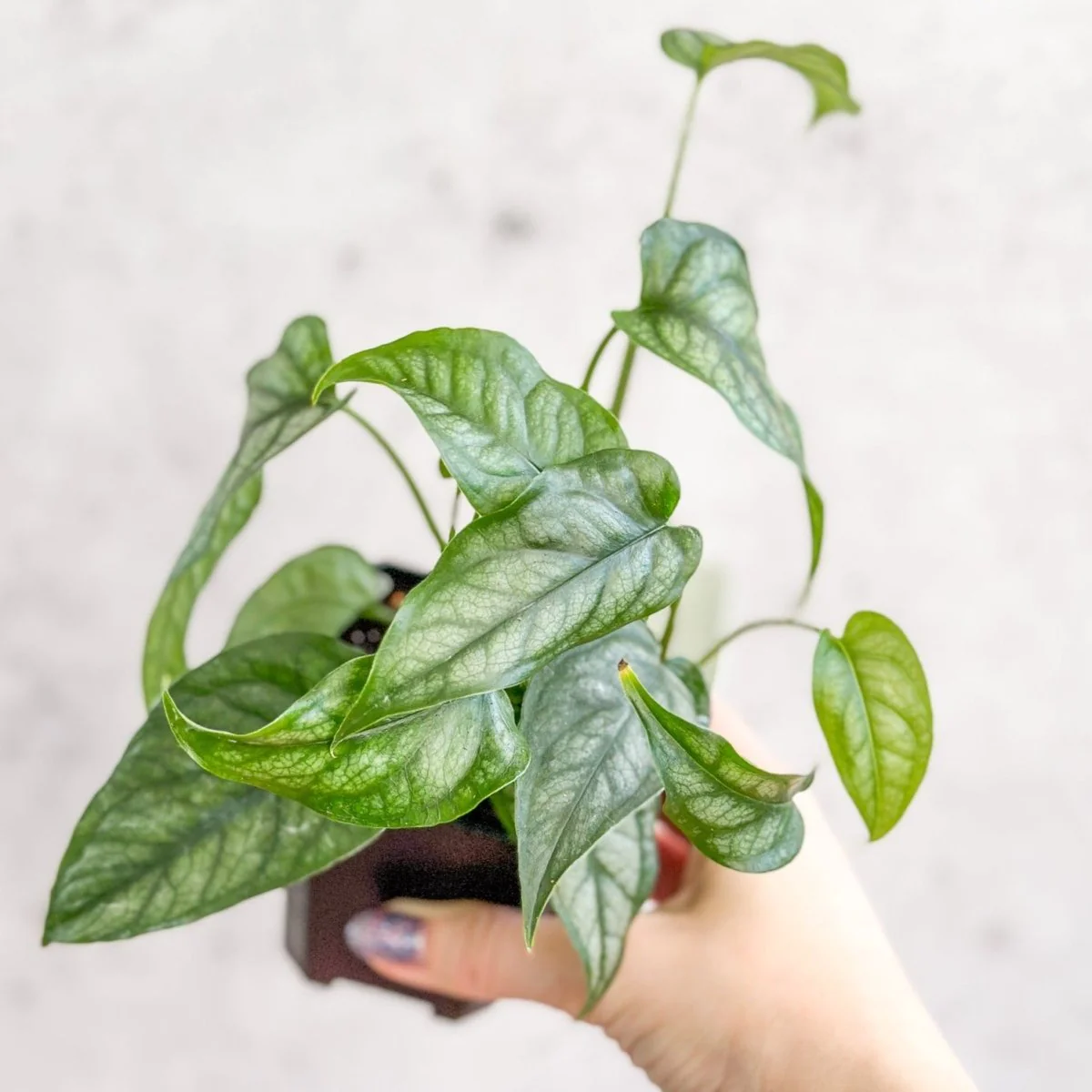 Monstera Siltepecana – Silberblatt-Monstera