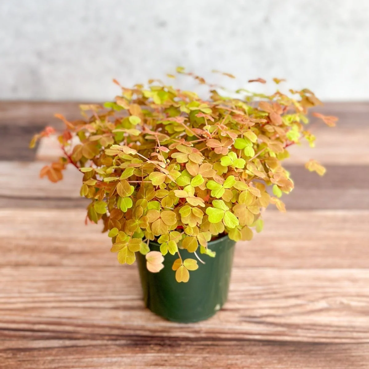 Goldener Sauerklee (Oxalis vulcanicola „Copper Glow“)