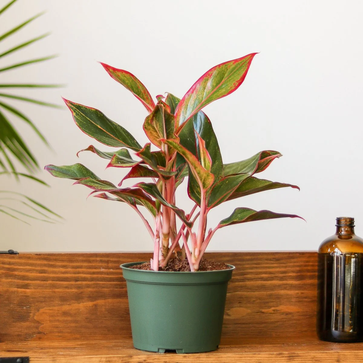 Aglaonema 'Siam Aurora Red' Chinesischer Immergrüner Baum