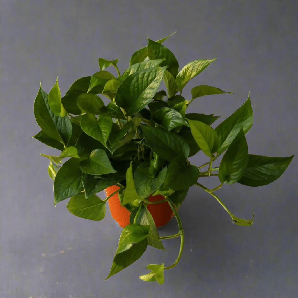 Epipremnum Aureum 'Jade Pothos'