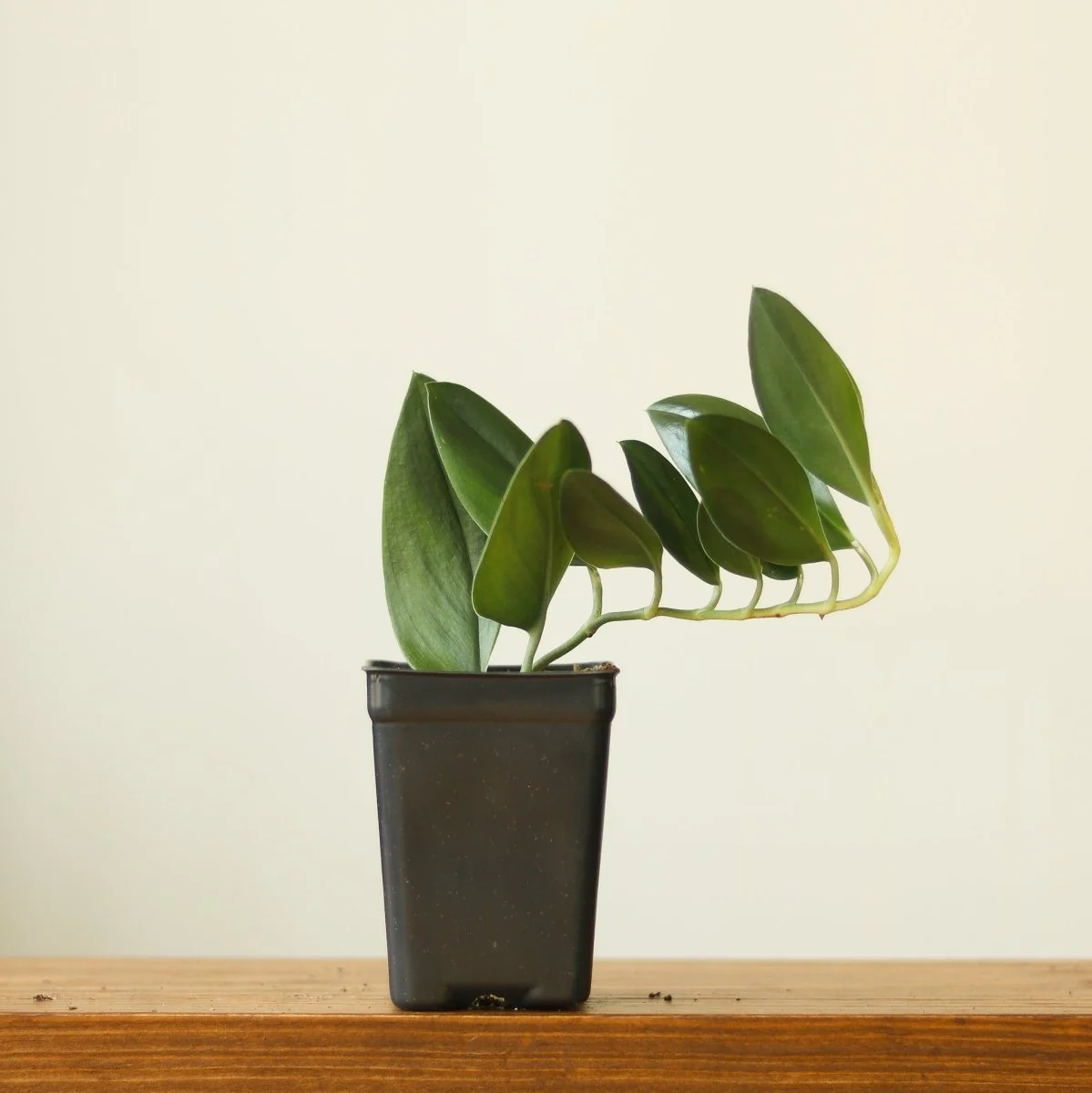 Scindapsus treubii „Dunkle Form“ – verschiedene Größen