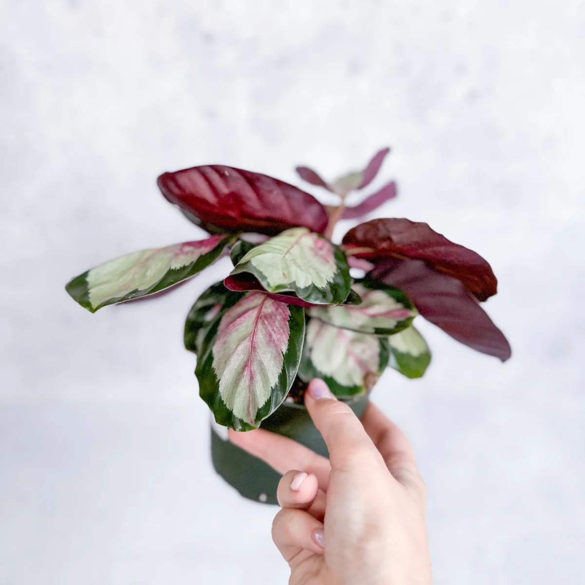 Calathea 'Rosy' - Rosige Calathea