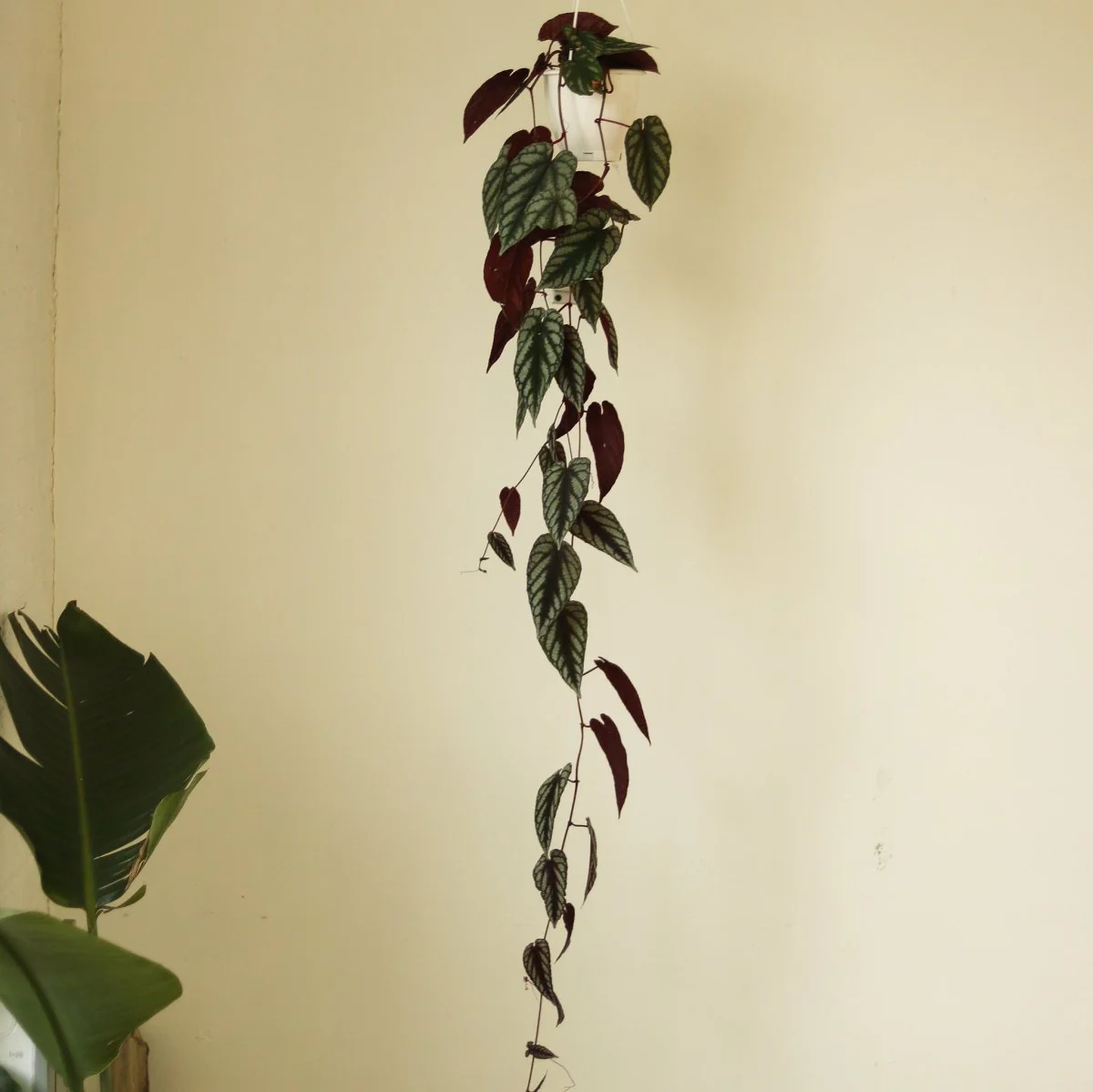 Cissus Discolor „Rex Begonia Vine“